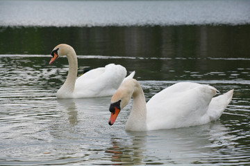 Łabędzie © Karolina