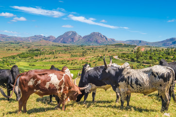 Fototapeta premium Weekly zebu market in Ambalavao in the the Central Highlands of Madagascar, near the city of Fianarantsoa. It is the largest zebu market in the country, Bara herders from far away sell their cattle.