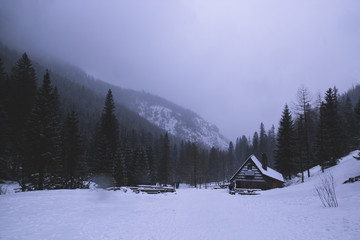 Dark gloomy scary  mountain winter landscape with coniferous forest in fog and lonely wooden house on gray sky background