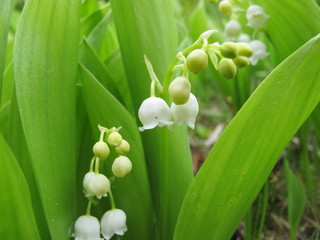 Obraz premium maiglöckchen 