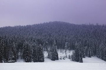 Fantastic landscape of pine forest covered with snow and fog in the mountains
