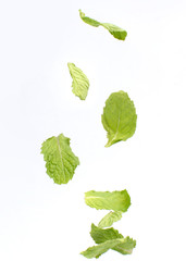 Fresh mint isolated on white background