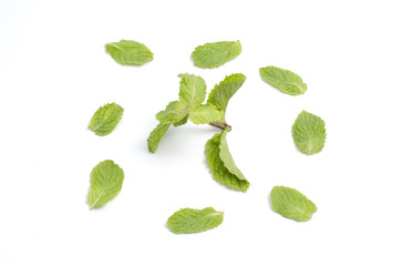 Fresh mint isolated on white background