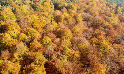 Aerial landscape - autumn trees