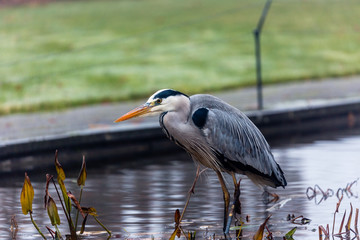 Heron
