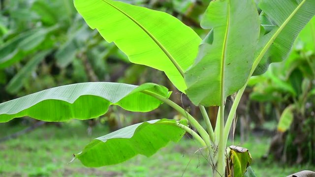 banana leaf 