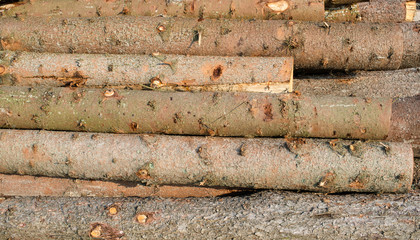 Timber harvesting. Pile of cut fir logs
