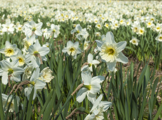 Fototapeta premium flowers