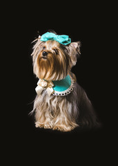 Naklejka premium a yorkshire dog on a black background dressed in blue