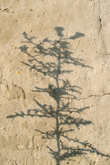 Shadow of the plant on the concrete surface