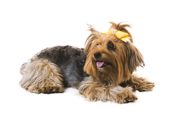 a yorkshire dog lying on a white background with a yellow bow