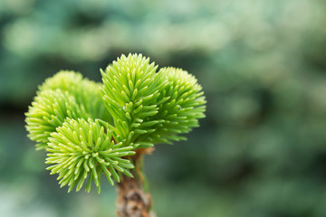 young needles on the sprig of spruce, in the open space, the top of the spruce, macro photography, against the background of defocused greenery