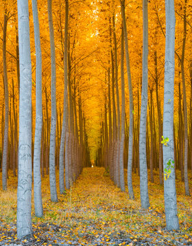 Tree Tunnel - Rows of Poplar Trees Golden Yellow Autumn Colors