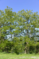 Robinier, faux acacia, Robinia pseudoacacia