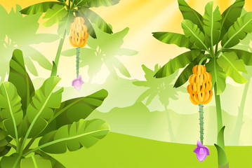 Tropical jungle plantation banana. Vector illustration.
