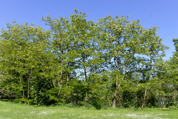 Robinier, faux acacia, Robinia pseudoacacia