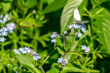 Green veined white butterfly collecting pollen nectar from blue forget me not wild flowers	