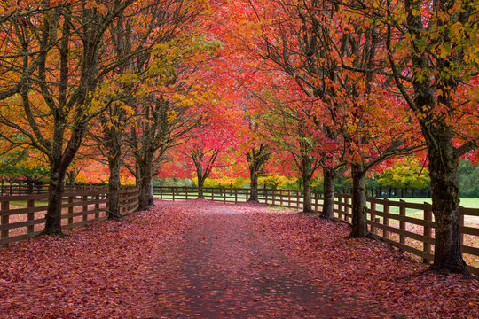 Red Road - Fall colors line road in Washington State