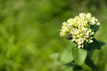 The bee collects the nectar on a beautiful white flower on a sunny May day in Texas