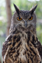 búho de ojos grandes