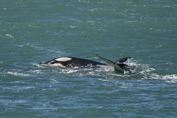 Fototapeta premium Orca Family, Patagonia Argentina