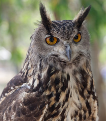 búho de ojos grandes