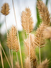 The yellow spikes at nature