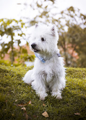  a westie dog with a blue tie sitting on the grass with trees in the background
