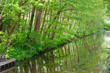 Fototapeta na wymiar beautiful and calm landscape of green trees reflecting in the lake