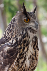 búho de ojos grandes