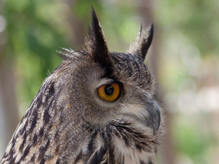 búho de ojos grandes