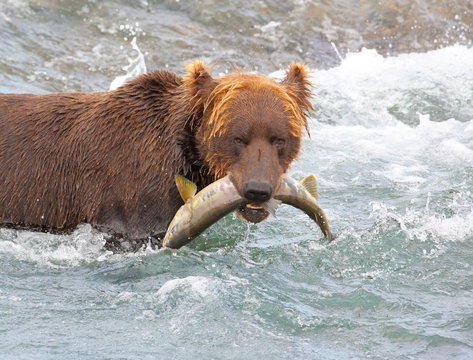 Grizzly bear catches fish in Alaska