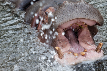 hipopotamo