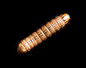 the caterpillar crawls on a black background
