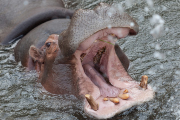hipopotamo