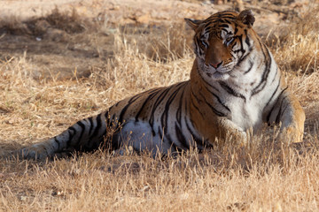 Fototapeta na wymiar tigre tumbado