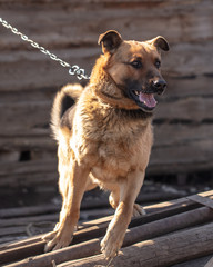 An angry dog barks near the house