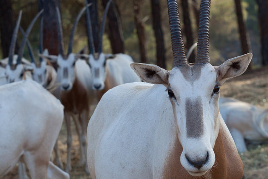 animales de gran cornamenta