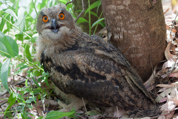 buho, ave nocturna de ojos grandes