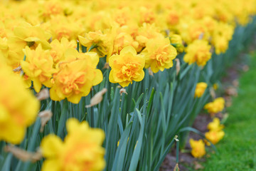 Naklejka na ściany i meble yellow daffodils in spring 