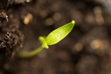 A young sprout of pepper in the ground