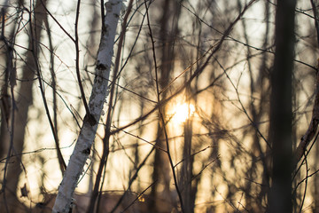 Sunset through the branches of trees in the forest
