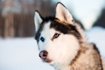 Portrait of Siberian Husky dog black and white colour with blue eyes in the snow field at sunset