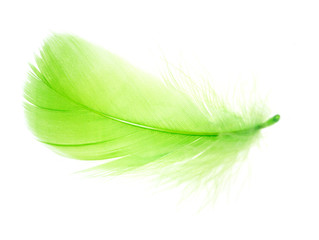 Beautiful green feather on a white background