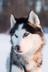 Portrait of Siberian Husky dog black and white colour with blue eyes in the snow field at sunset
