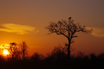 Fototapeta na wymiar coucher de soleil africain