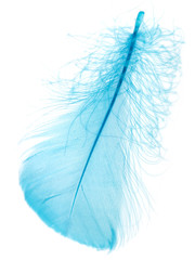 Beautiful blue feather on white background