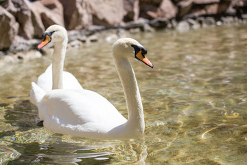 Two swans in love swim in the lake