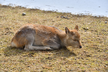 Fototapeta premium Sleeping Little Deer