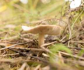 Edible fungus grows in the woods